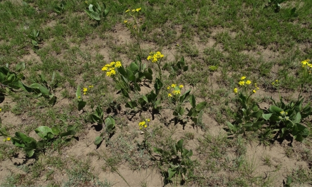 senecio-coronatus-plantzafrica